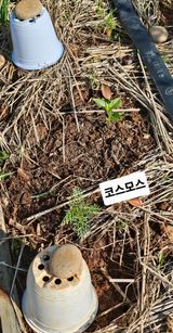 유기농으로키우자님의 자유주제·자유게시판 작성글 사진