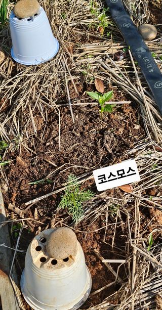 유기농으로키우자님의 자유주제 · 자유게시판 작성글 사진