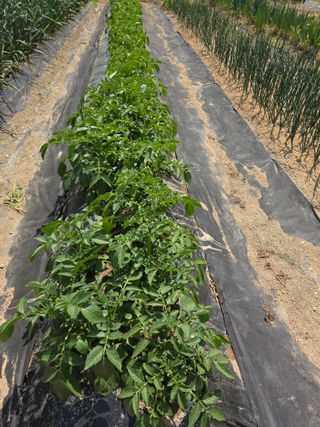 텃밭입문님의 농사, 무엇이든 물어보세요! · 참여글 작성글 사진