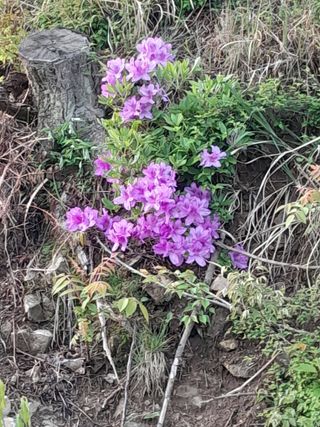 김민수산에서농사중님의 자유주제 · 자유게시판 작성글 사진