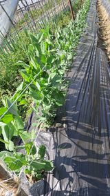 당진님의 자유주제·자유게시판 작성글 사진