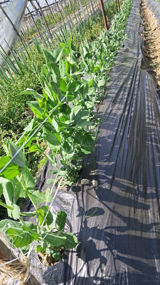 당진님의 자유주제 · 자유게시판 작성글 사진