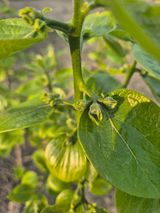 팜모닝 자유주제·자유게시판 게시글 이미지