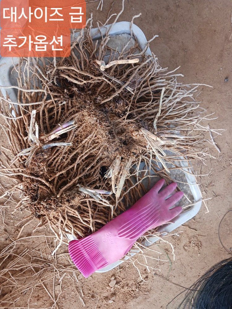 장터 상품 [아스파라거스 종근 4년생 다년생 텃밭작물 채소의왕 ] 썸네일