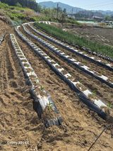 정금천님의 자유주제·자유게시판 작성글 사진