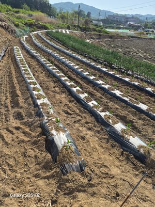 정금천님의 자유주제 · 자유게시판 작성글 사진