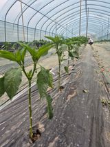 김혜순님의 자유주제·자유게시판 작성글 사진