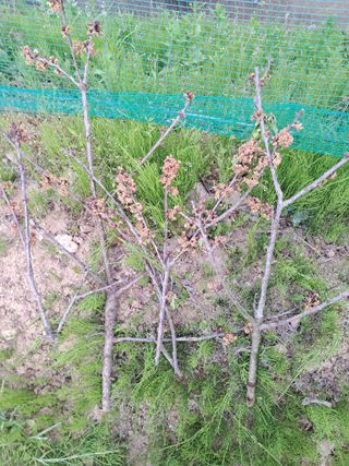 표고버섯18837님의 자유주제 · 자유게시판 작성글 사진