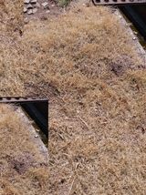 피롤땅지기님의 자유주제·자유게시판 작성글 사진