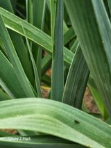 영숙님의 마늘·비료•농약 작성글 사진