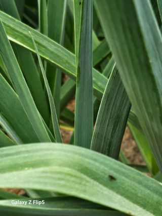 영숙님의 마늘 · 비료•농약 작성글 사진
