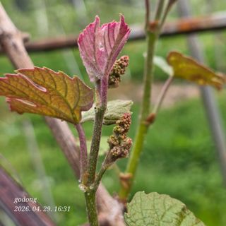 고동농장님의 자유주제 · 자유게시판 작성글 사진