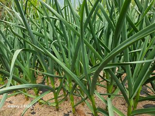 영숙님의 마늘 · 비료•농약 작성글 사진