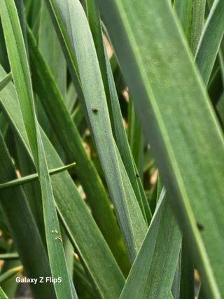 영숙님의 마늘 · 비료•농약 작성글 사진