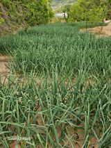 팜모닝 마늘·비료•농약 게시글 이미지