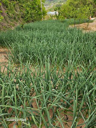 영숙님의 마늘 · 비료•농약 작성글 사진