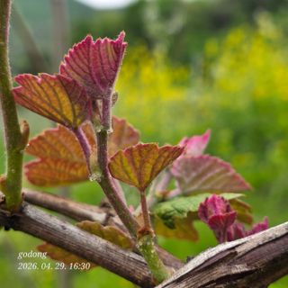 고동농장님의 자유주제 · 자유게시판 작성글 사진