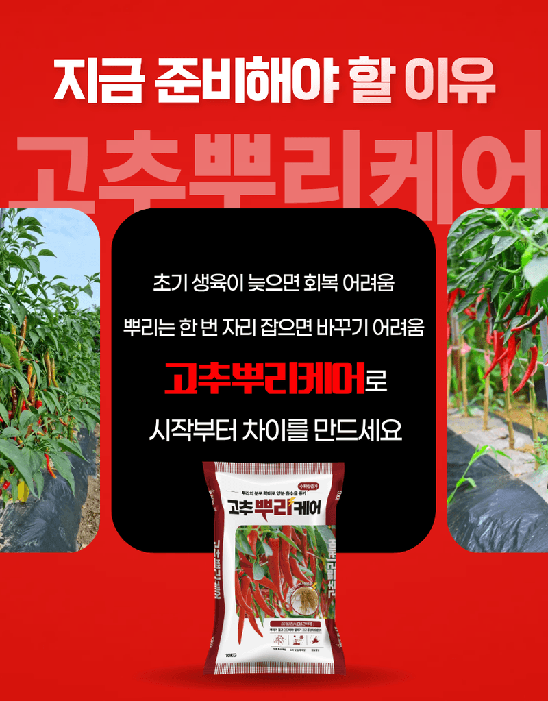 농업마켓365님의 장터 판매 상품 [고추뿌리케어 2KG/10KG 발근강화제 토양개량제 뿌리발근제 활착촉진] 첨부 사진