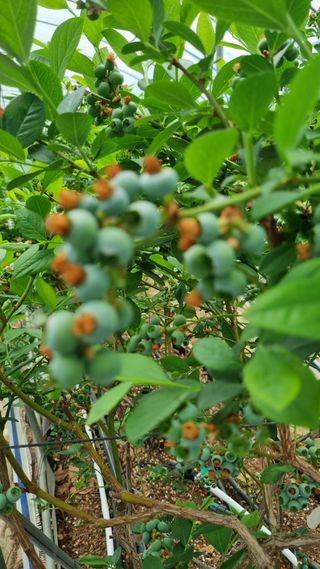 김현숙 블루베리 작두콩님의 자유주제 · 자유게시판 작성글 사진