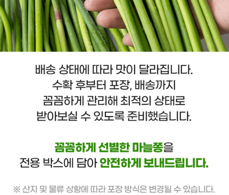 스피드번님의 장터 판매 상품 [2026 국내산 햇마늘쫑] 첨부 사진