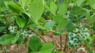 김현숙 블루베리 작두콩님의 자유주제 · 자유게시판 작성글 사진