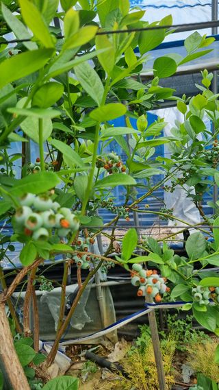 김현숙 블루베리 작두콩님의 자유주제 · 자유게시판 작성글 사진