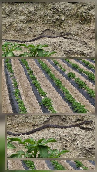 박영옥님의 자유주제 · 자유게시판 작성글 사진