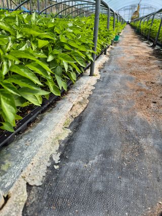 김영진(전남영광)님의 자유주제 · 자유게시판 작성글 사진