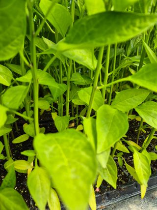 김영진(전남영광)님의 자유주제 · 자유게시판 작성글 사진