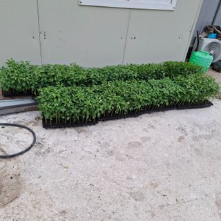 오영도님의 자유주제 · 자유게시판 작성글 사진