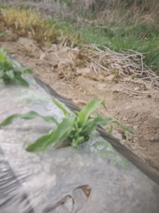 옥수수.단무지님의 자유주제 · 자유게시판 작성글 사진