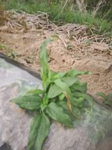 옥수수.단무지님의 자유주제·자유게시판 작성글 사진