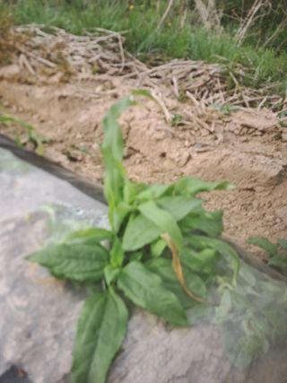 옥수수.단무지님의 자유주제 · 자유게시판 작성글 사진