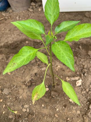 님의 자유주제 · 자유게시판 작성글 사진