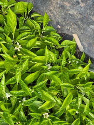 김영진(전남영광)님의 자유주제 · 자유게시판 작성글 사진