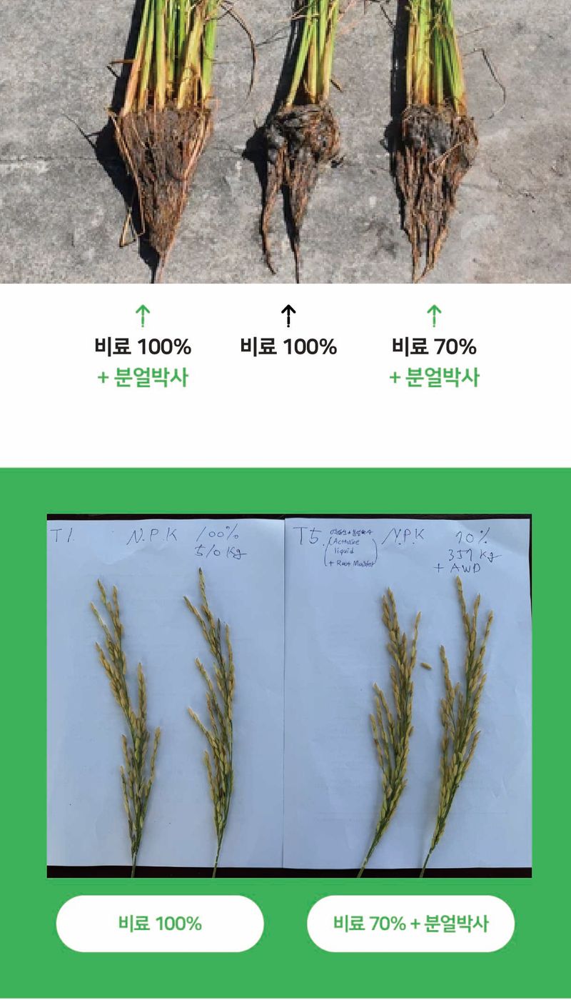 농업마켓365님의 장터 판매 상품 [분얼박사 10kg 유기농업자재 벼 분얼촉진 뿌리강화 토양개량제 ] 첨부 사진