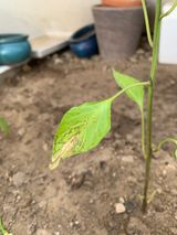 팜모닝 자유주제·자유게시판 게시글 이미지