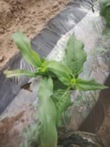 옥수수.단무지님의 자유주제·자유게시판 작성글 사진