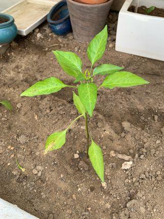 님의 자유주제 · 자유게시판 작성글 사진