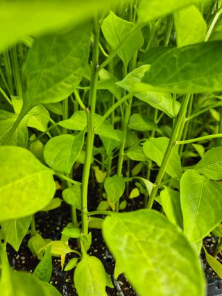 김영진(전남영광)님의 자유주제 · 자유게시판 작성글 사진