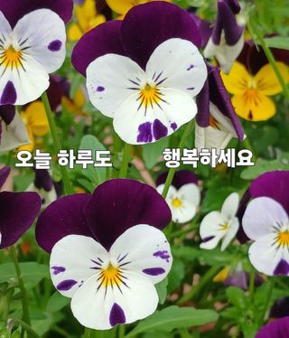 연향님의 자유주제 · 자유게시판 작성글 사진