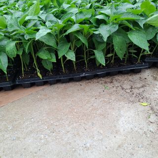 오영도님의 자유주제·자유게시판 작성글 사진