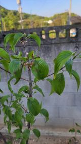 팜모닝 자유주제·자유게시판 게시글 이미지