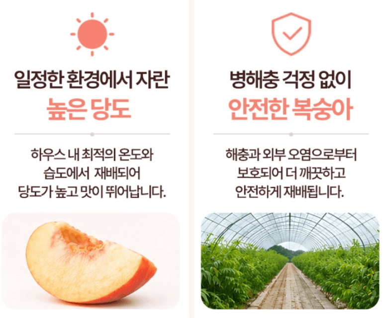 스피드번님의 장터 판매 상품 [하우스 털복숭아] 첨부 사진