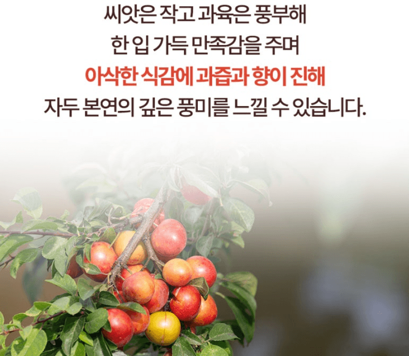 스피드번님의 장터 판매 상품 [하우스 대석자두] 첨부 사진