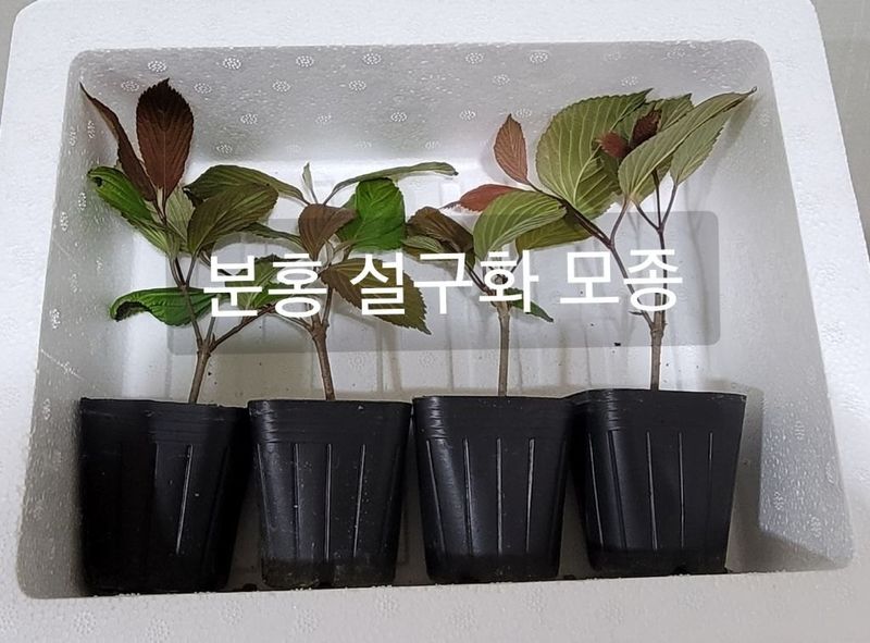 사랑꽃농장님의 장터 판매 상품 [분홍 설구화 묘목4개(집에 꼭 심어야할 꽃나무)] 첨부 사진