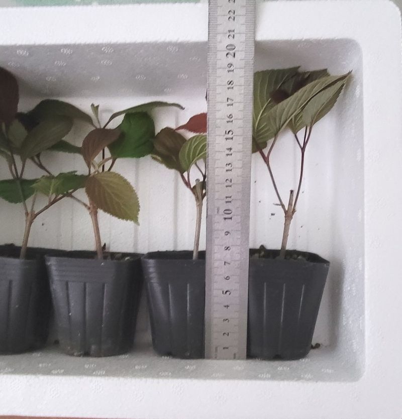 사랑꽃농장님의 장터 판매 상품 [분홍 설구화 묘목4개(집에 꼭 심어야할 꽃나무)] 첨부 사진