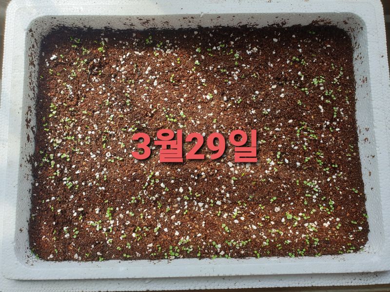 황강순님의 장터 판매 상품 [잔대씨앗] 첨부 사진