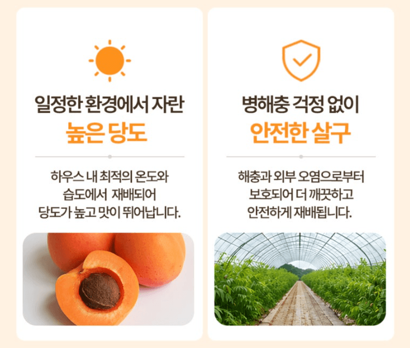 스피드번님의 장터 판매 상품 [하우스 살구] 첨부 사진