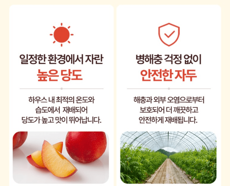 스피드번님의 장터 판매 상품 [하우스 대석자두] 첨부 사진